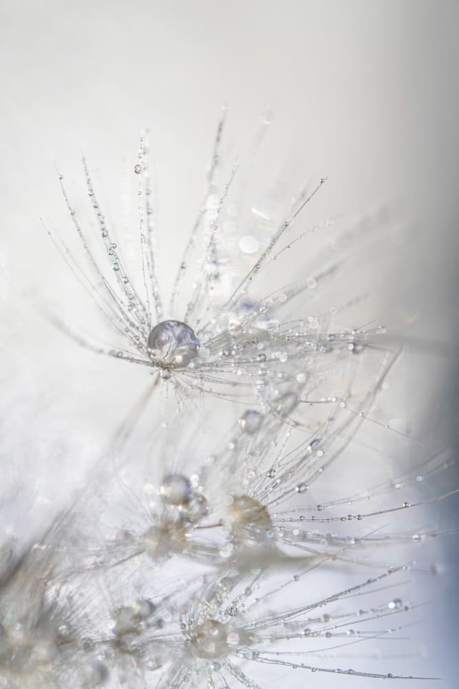 Dandelion Dew Drops by Nanda Bussers — canvas wall art