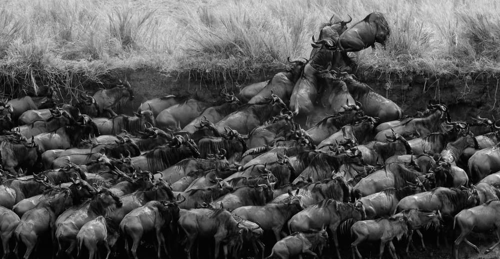 Wildebeest River Crossing by Cheng Chang — canvas wall art