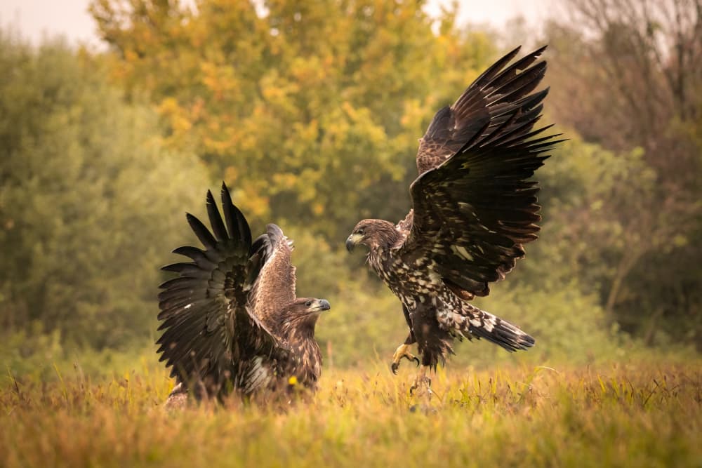 Wild Eagles Landing by Dr. Zahi Ben-Aroya — canvas wall art