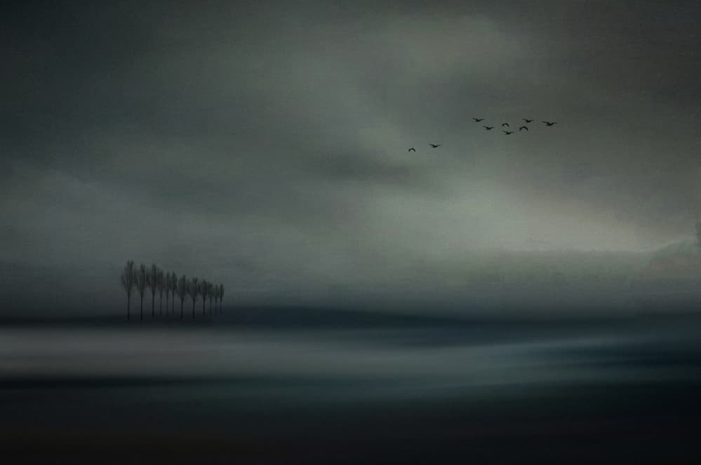 Misty Trees And Birds by Orkidea W. — canvas wall art