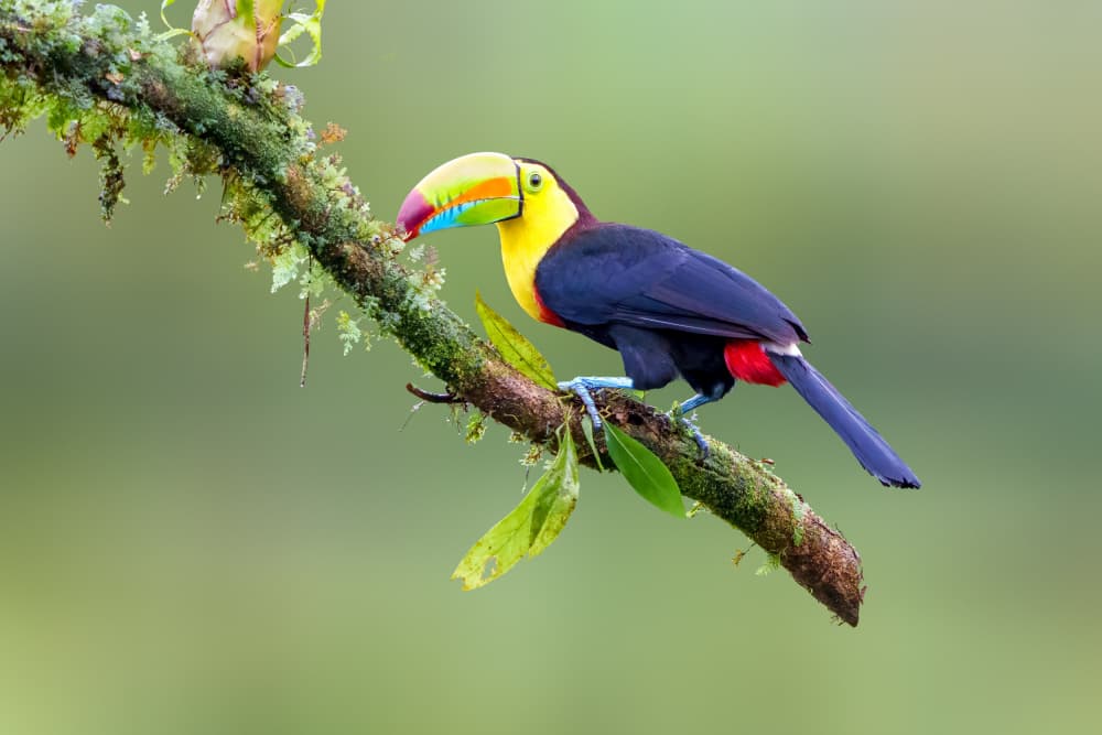 Colorful Tropical Toucan by Serena Duan — canvas wall art