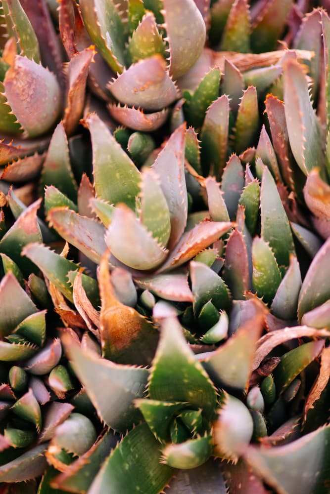 Vibrant Succulent Garden by Javier Pardina — canvas wall art