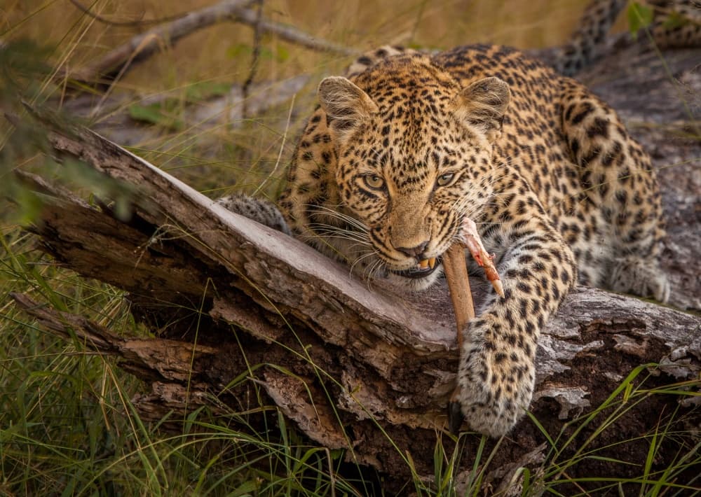 Wild Leopard Feast by Jaco Marx — canvas wall art