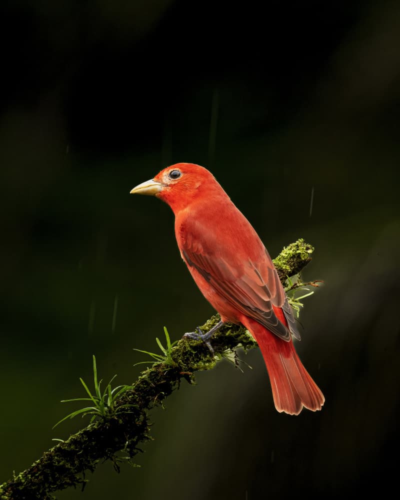 Scarlet Bird in Rain by Saurabh Dhanorkar — canvas wall art