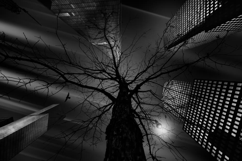 Urban Tree Silhouette by Jackson Carvalho — canvas wall art