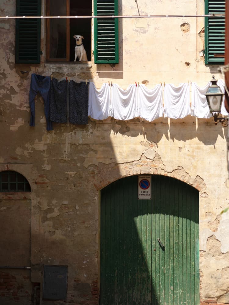 Dog Watches Sunny Street by Massimo Della Latta — canvas wall art