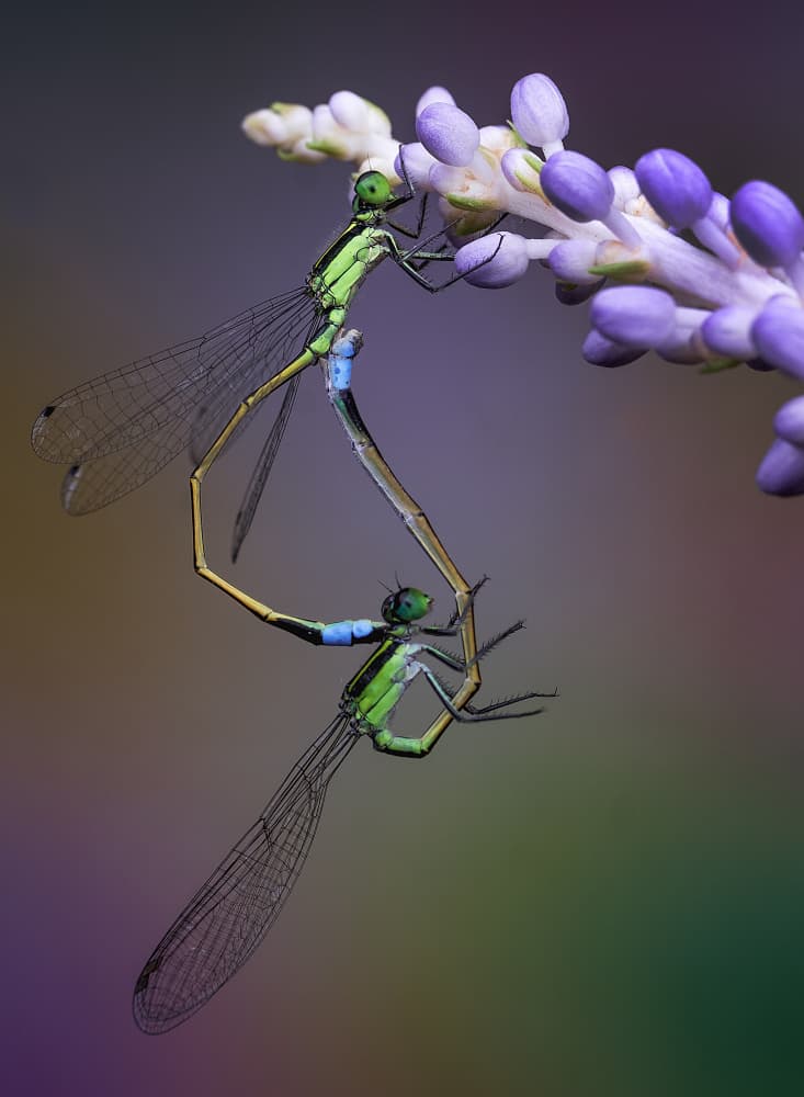 Damselflies Heart Shape by Summer2016 — canvas wall art