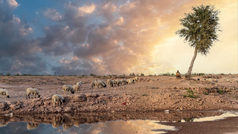 Desert Flock Reflection by Jean Vandijck — canvas wall art