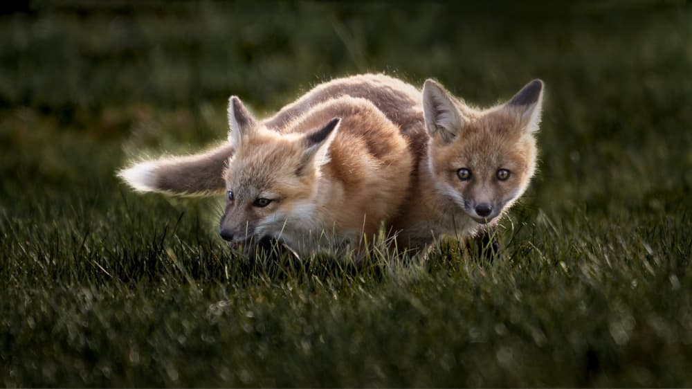 Two Curious Fox Kits by Leeian Dai — canvas wall art