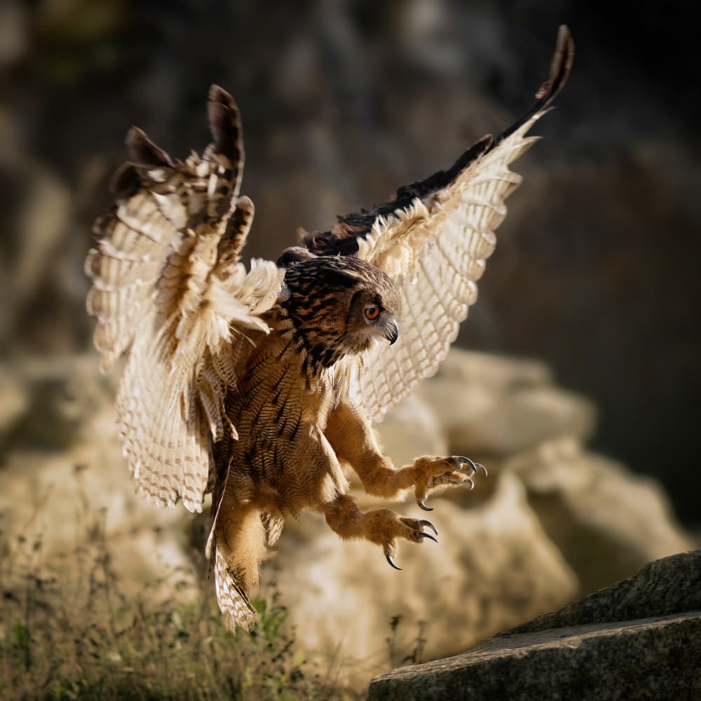 Powerful Owl In Flight by Michaela Firešová — canvas wall art