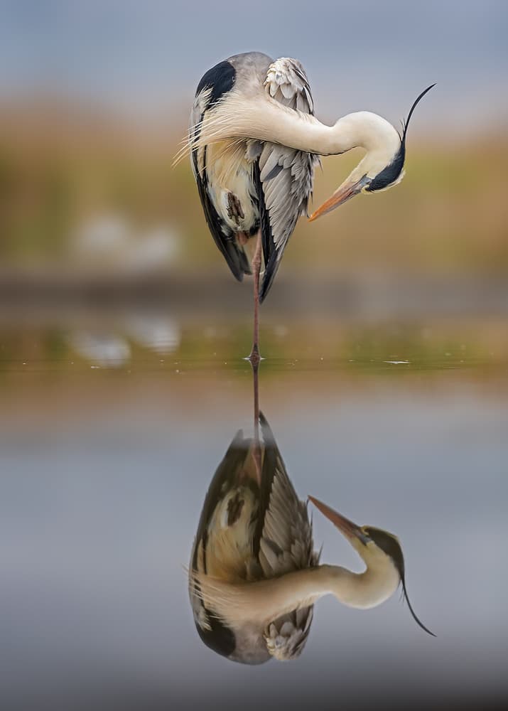 Serene Heron Reflection by Annie Poreider — canvas wall art