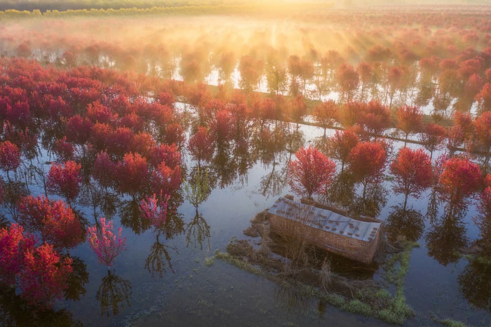 Red Trees Morning Glow by Xiaoyang Wang — canvas wall art