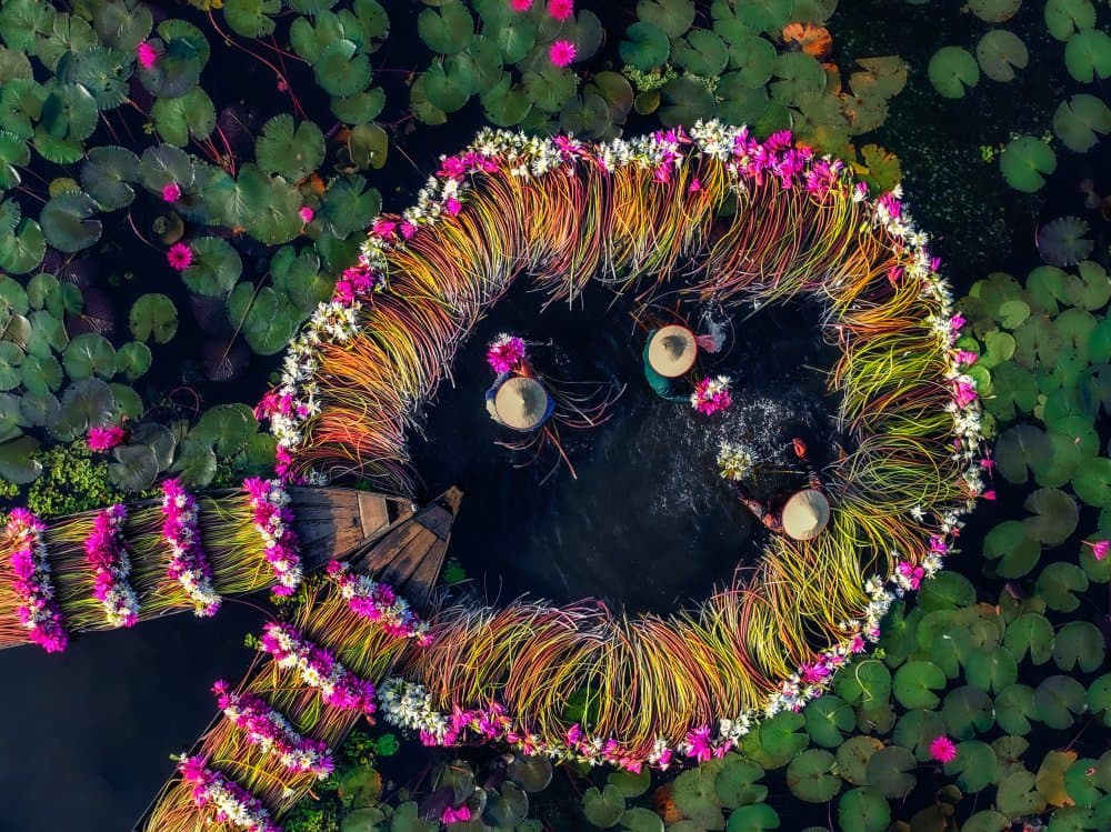 Vibrant Lotus Harvest by Nguyen Tan Tuan — canvas wall art