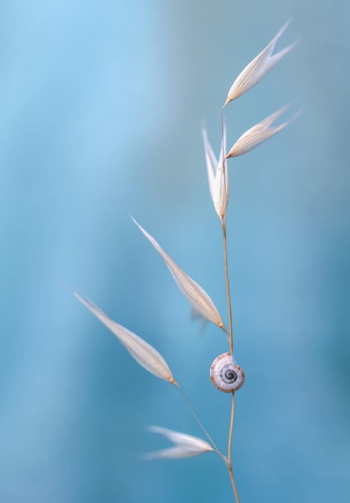 Delicate Snail on Stem by Lara Bonazza — canvas wall art