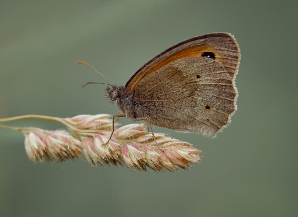 Delicate Meadow Butterfly by Stuart Williams — canvas wall art