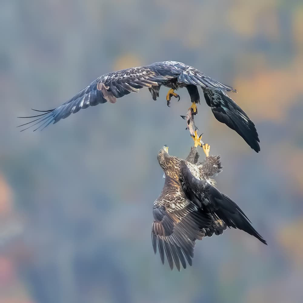 Eagles Fighting Fish by Jun Zuo — canvas wall art