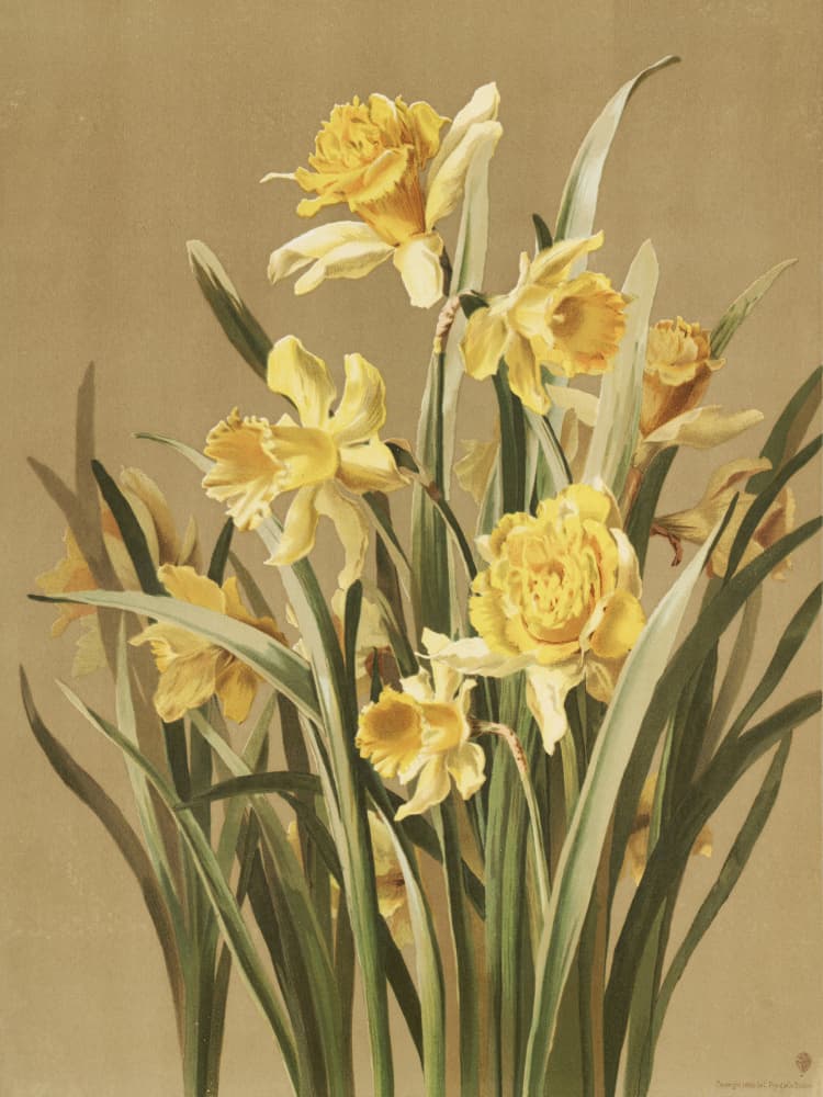 Daffodils