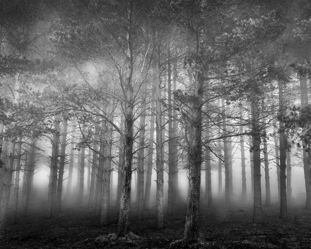 Misty Pine Forest by George Digalakis — canvas wall art
