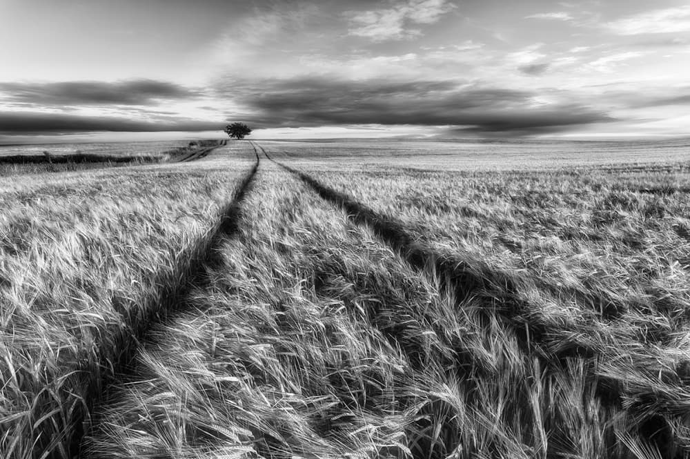Vast Wheat Field Path by Piotr Krol (Bax) — canvas wall art