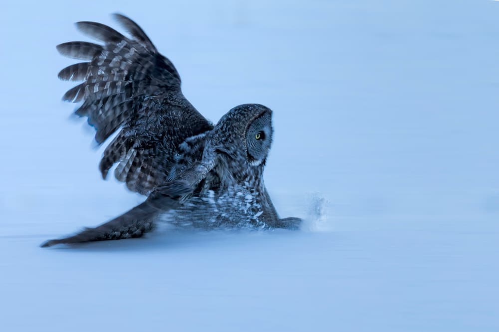 Great Grey Owl Winter Hunt by Jun Zuo — canvas wall art