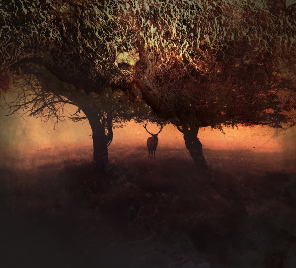 Ethereal Forest Stag by Robert Fabrowski — canvas wall art