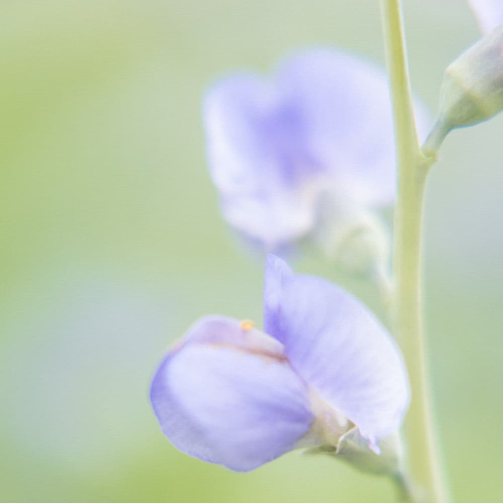 Soft Lavender Flowers by Lynann Colligan — canvas wall art