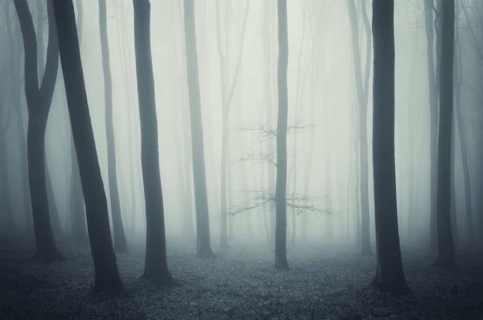 Ethereal Misty Forest by PhotoCosma — canvas wall art