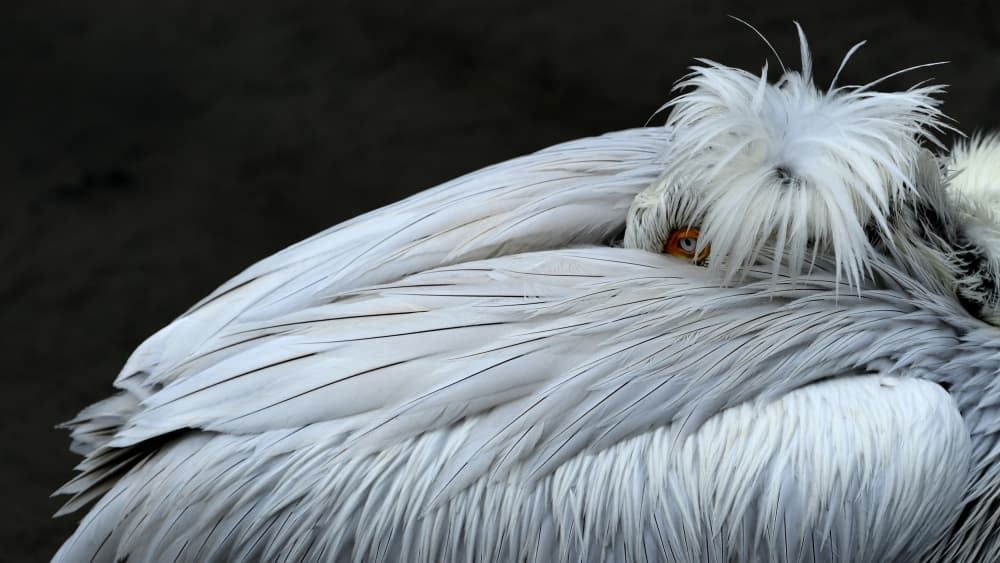 Fluffy Pelican Portrait by Rolf Gasser — canvas wall art