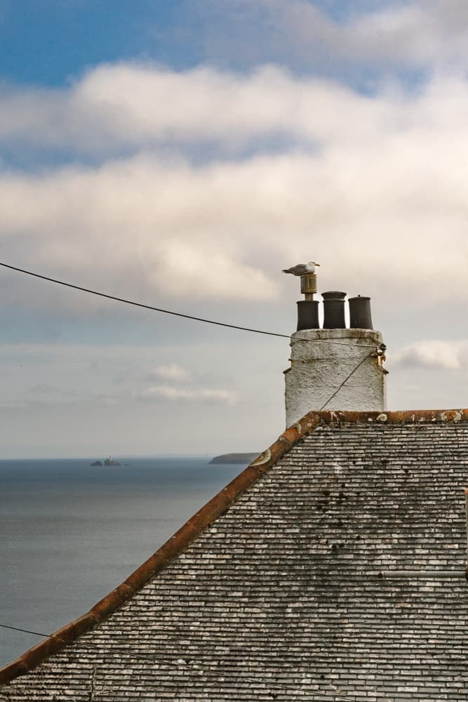 Seagull on Chimney View by Aimee Giles — canvas wall art