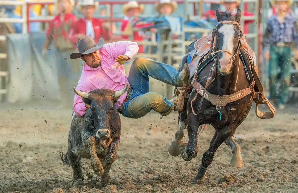 Steer Wrestling Action by David Hua — canvas wall art