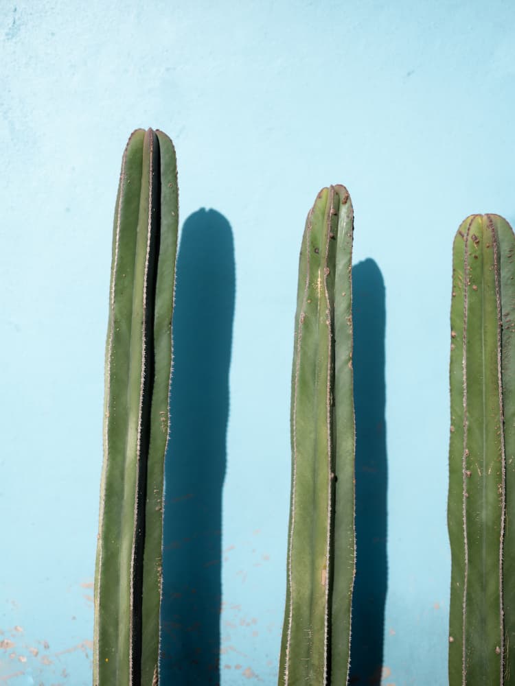 Cacti on Light Blue | Oaxaca Mexico by Raisa Zwart — canvas wall art