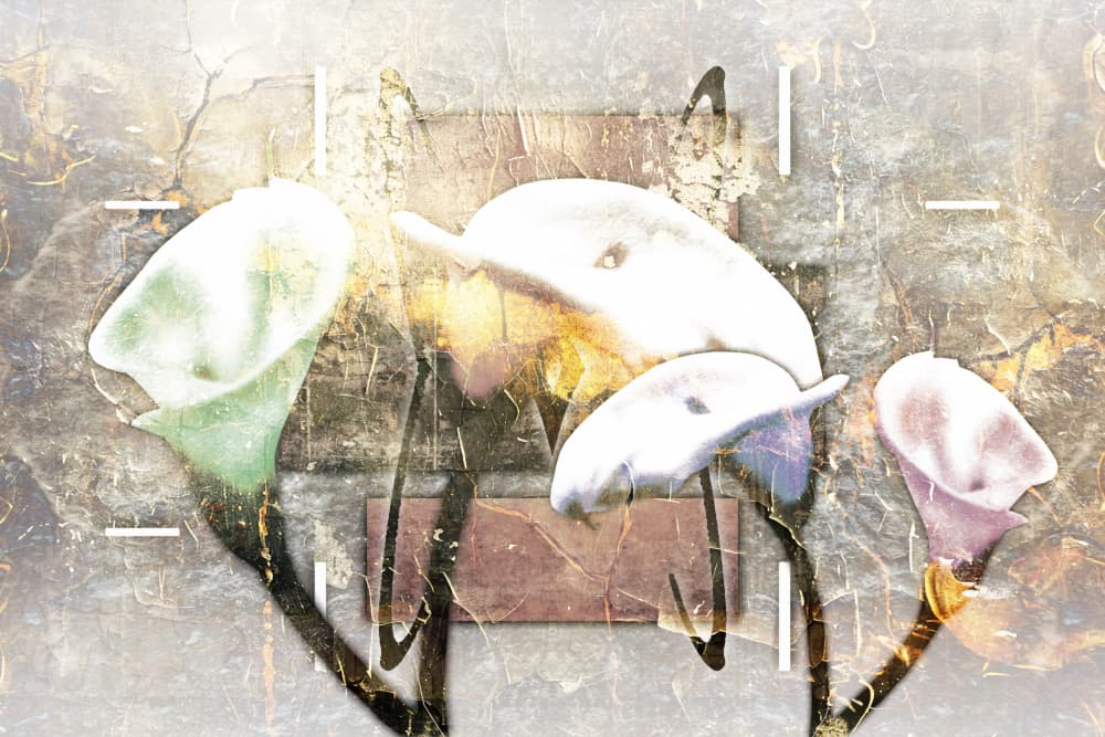 Elegant Calla Lilies by Rafal Kulik — canvas wall art