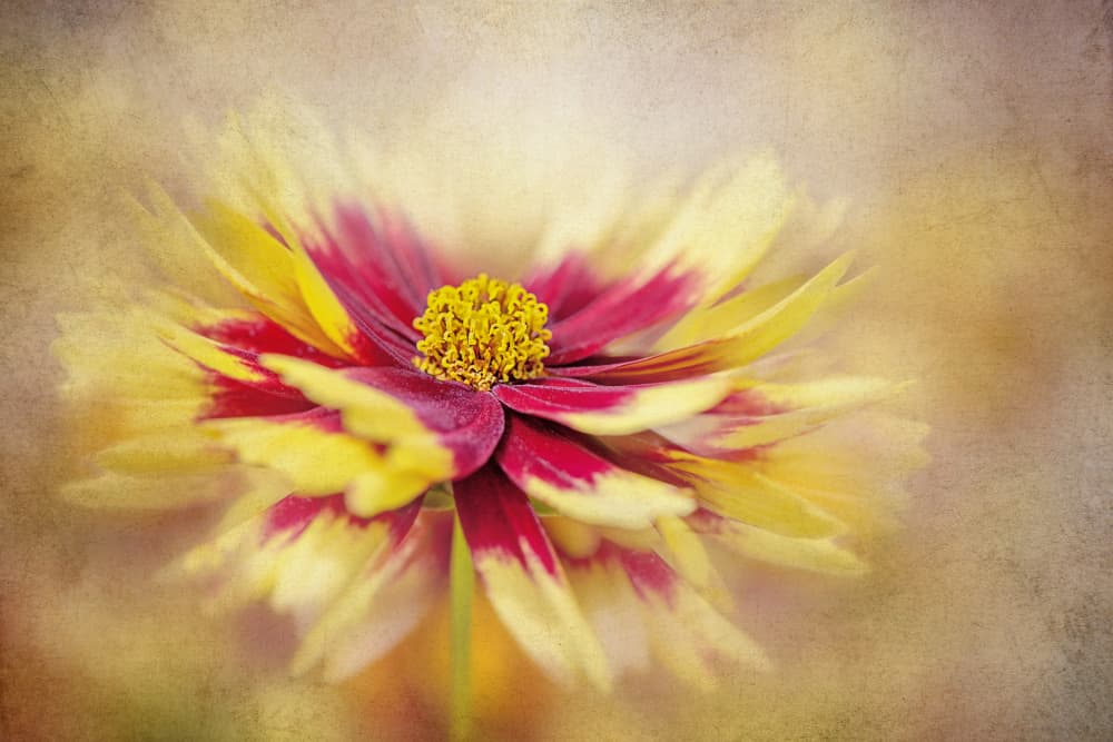 Golden Red Bloom by Jacky Parker — canvas wall art
