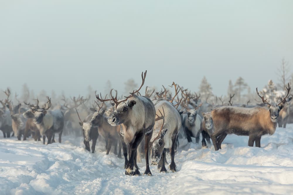 Winter Reindeer Herd by Patrik Minar — canvas wall art
