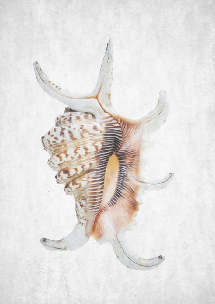 Spiral Seashell by Shot by Clint — canvas wall art