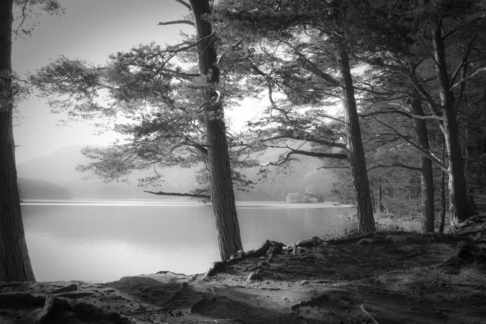 Misty Lakeside Pines