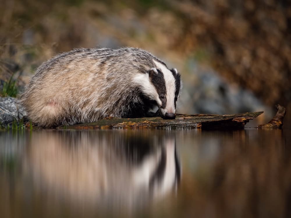 Badger By Still Water by Petr Simon — canvas wall art