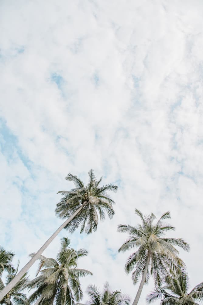 Tropical Sky Palms by Photolovers — canvas wall art