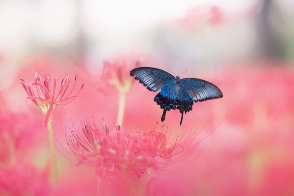 Blue Butterfly Pink Bloom by Takashi Suzuki — canvas wall art