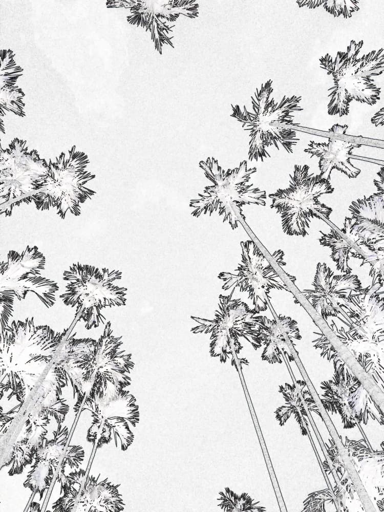 Skyward Tropical Palms by Santhosh ch — canvas wall art
