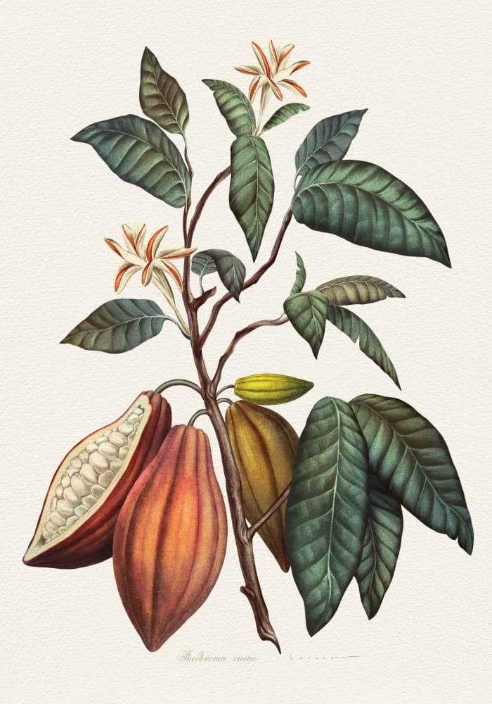 Botanical Cacao Plant by Juan Hernaz — canvas wall art