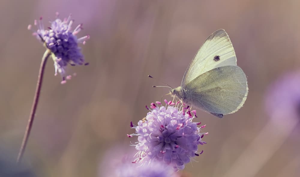 Gentle Butterfly Bloom by Stuart Williams — canvas wall art