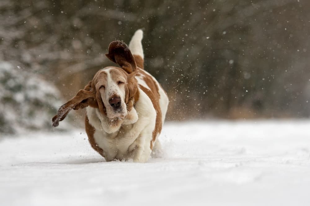 Joyful Basset Hound Snow Run by Gert van den Bosch — canvas wall art
