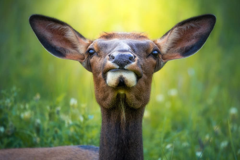 Goofy Elk Portrait by Alex Zhao — canvas wall art