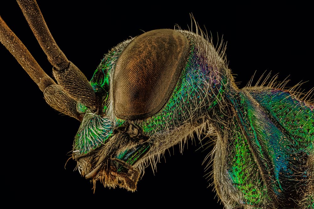 Vibrant Green Insect Macro by Andi Halil — canvas wall art