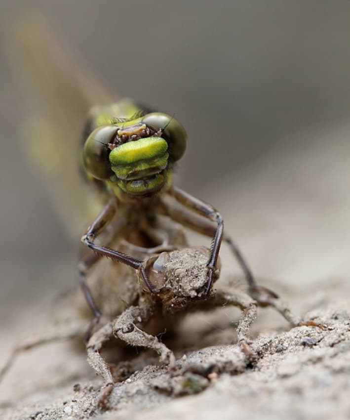Emerging Dragonfly Macro by Barré Thierry — canvas wall art