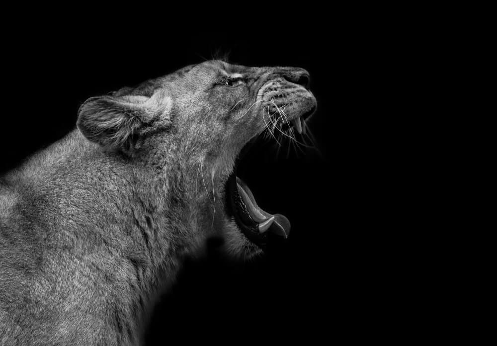 Powerful Lioness Roar by Nauzet Baez Photography — canvas wall art