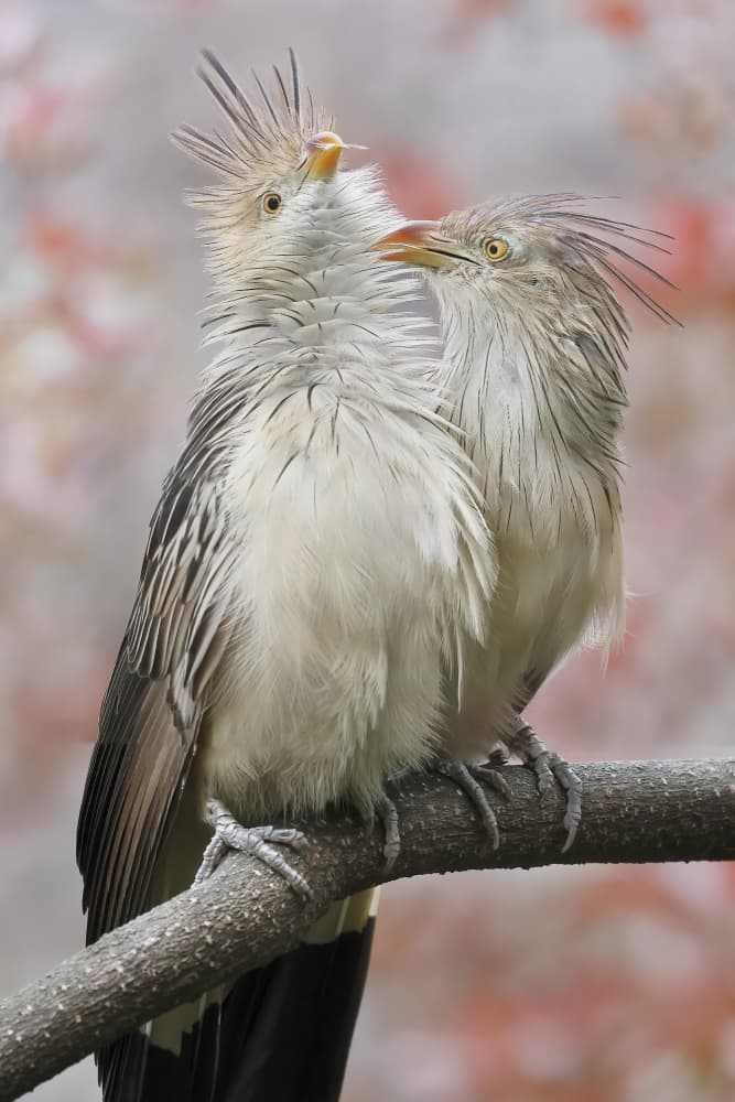 Guira Cuckoo Playing by Linda D Lester — canvas wall art
