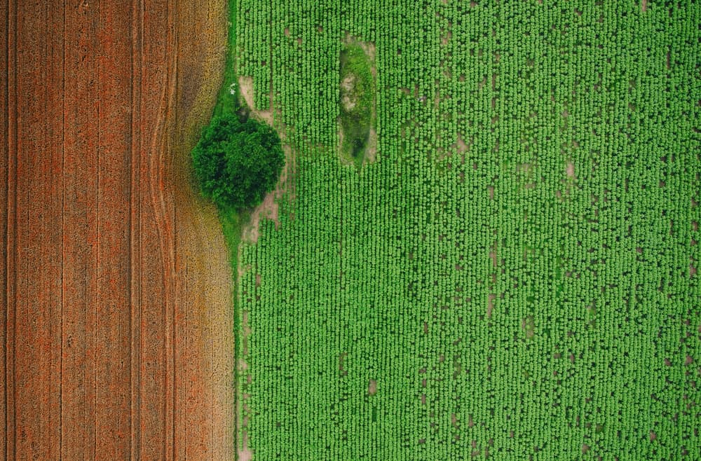 Aerial Farm Fields Divide by Mihai Bogdan R — canvas wall art