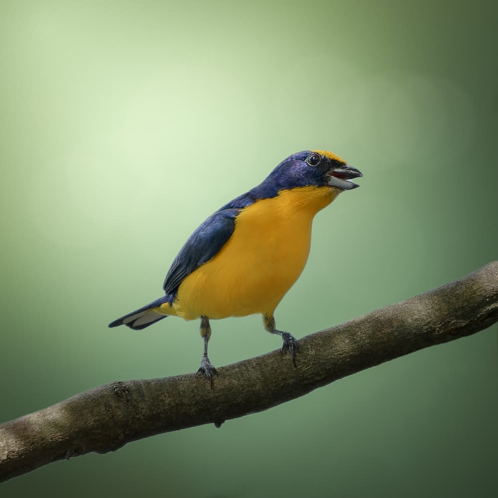 Vibrant Tropical Songbird by Lisandro PEREZ — canvas wall art